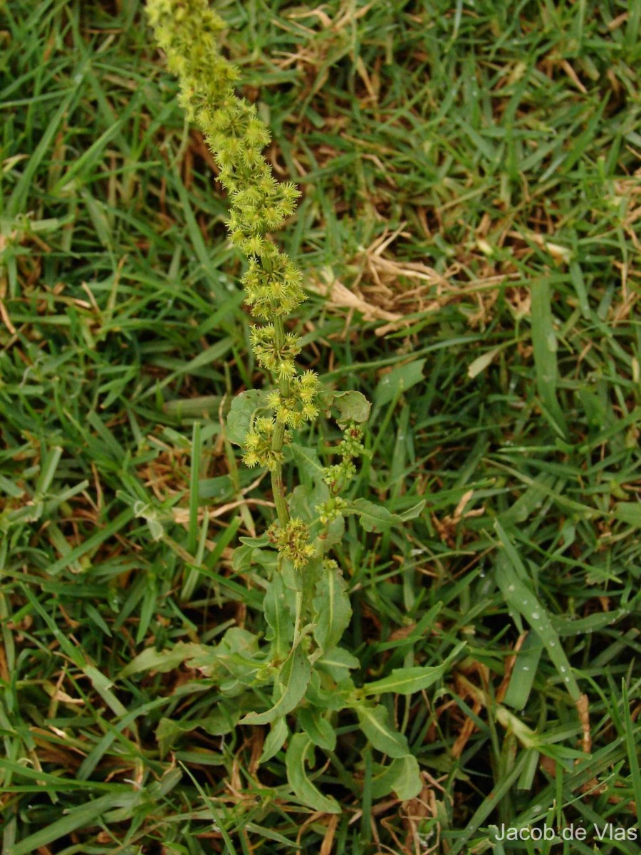 Rumex nepalensis Spreng.